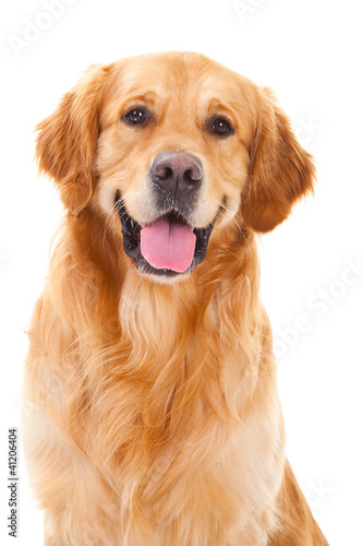 Fototapeta ładny ssak pies labrador piękny