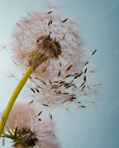 Fotoroleta lato pyłek mniszek ładny