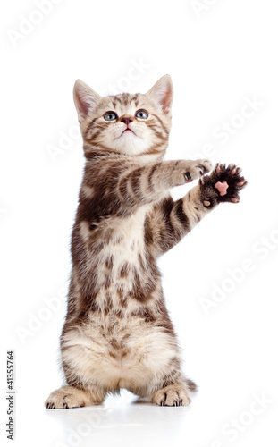 Fototapeta zwierzę zdrowy kot kociak ssak