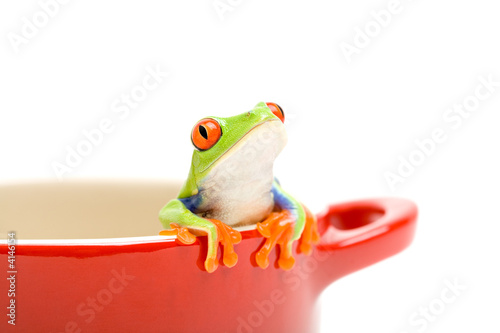 Fototapeta jedzenie żaba zwierzę