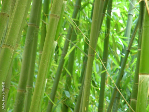 Fotoroleta bambus las azja drzewa