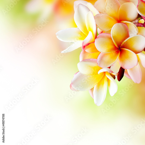 Obraz na płótnie Tropikalny kwiat spa