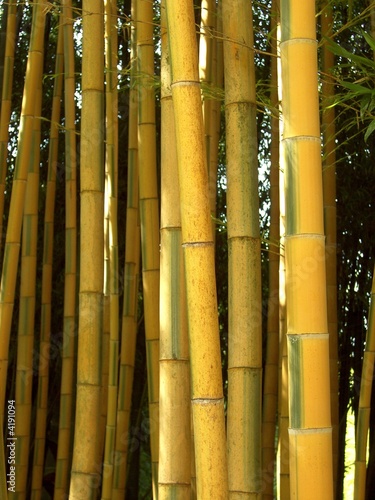 Fotoroleta bambus trawa roślina