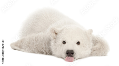 Naklejka ssak dzikie zwierzę niedźwiedź ładny portret