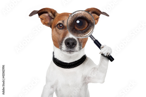 Plakat oko zwierzę pies ładny