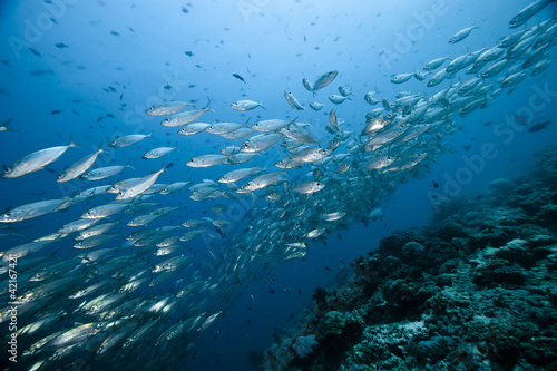 Fotoroleta morze woda natura zwierzę podwodne