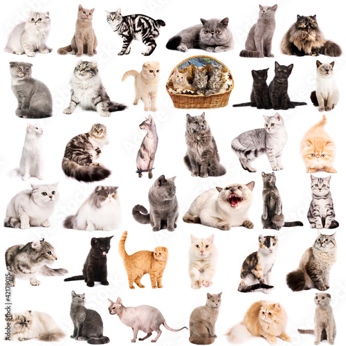 Fototapeta Ilustracje z kotami