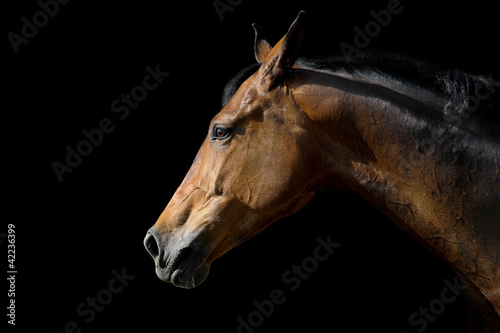 Fotoroleta portret koń grzywa piękny zwierzę