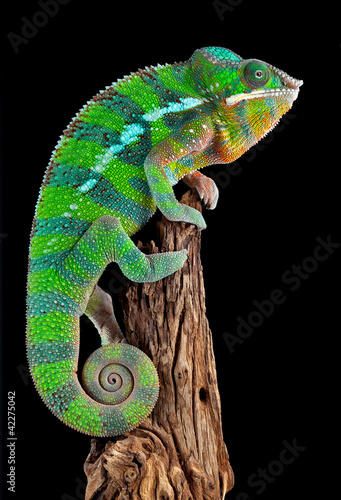 Obraz na płótnie natura gad kameleon zwierzę