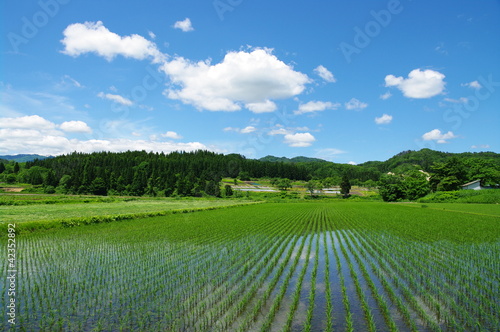 Fotoroleta pole góra wieś japonia błękitne niebo