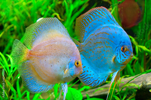 Fotoroleta ryba woda zwierzę roślina