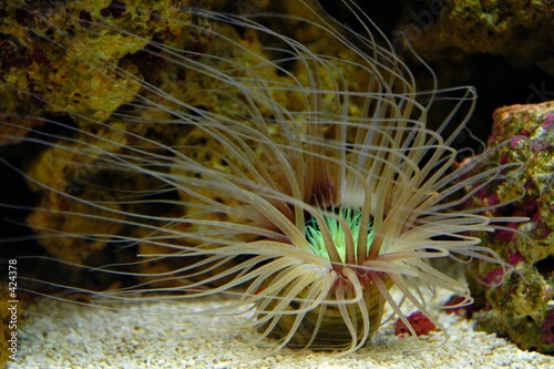 Fotoroleta morze podwodny podwodne owoce morza uprawianych