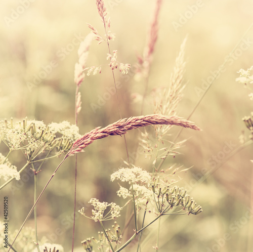 Plakat łąka trawa kwiat natura