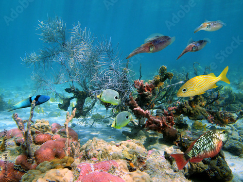 Fotoroleta woda morze zwierzę