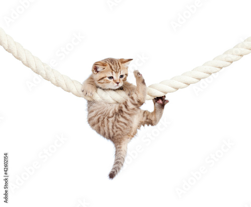 Plakat zwierzę ładny kot kociak
