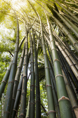 Obraz na płótnie spokojny japoński natura dżungla