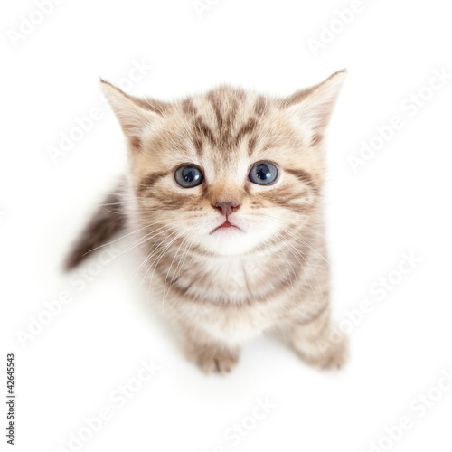 Naklejka zdrowy ładny kot ssak kociak