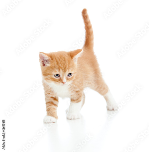Fotoroleta zwierzę zdrowy dzieci kociak ssak
