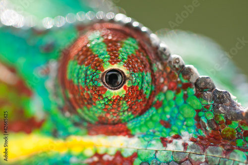 Naklejka gad natura kameleon kolor