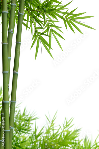Fotoroleta zen bambus roślina drzewa