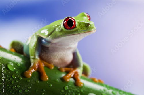 Obraz na płótnie błękitne niebo płaz żaba oko natura
