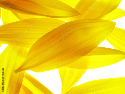 Naklejka kwiat słońce słonecznik lato