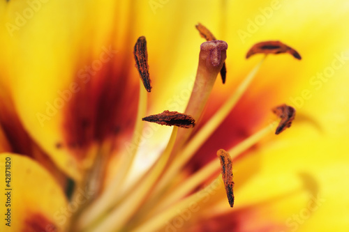Naklejka pyłek pąk natura kwiat