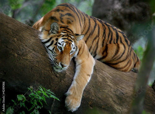 Fototapeta drzewa tygrys tło odpoczywać