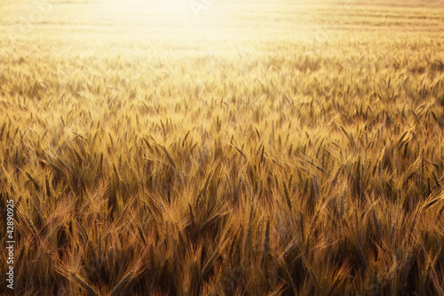 Obraz na płótnie krajobraz żyto pszenica słoma zboże
