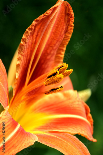 Fototapeta kwiat lato tygrys ogród lilia