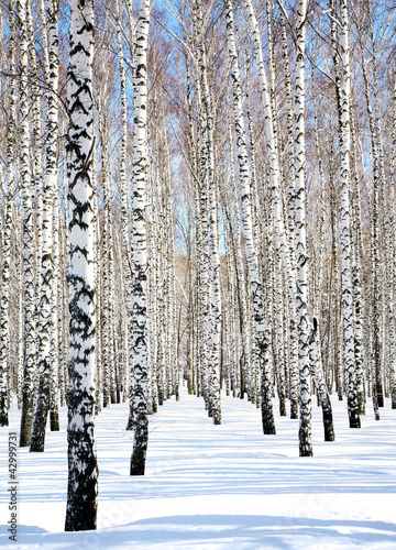 Fotoroleta śnieg natura drzewa roślina niebo