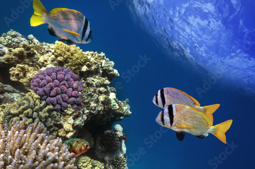 Naklejka morze raj podwodne