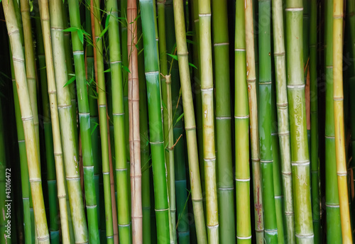 Fotoroleta bambus drzewa roślina stary