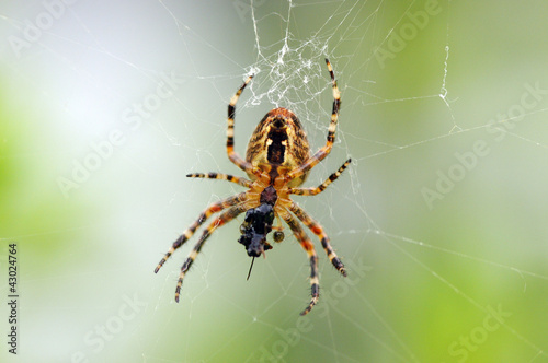 Fototapeta portret pająk pajęczyna siatka