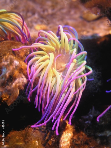 Fototapeta podwodne ryba koral tropikalny