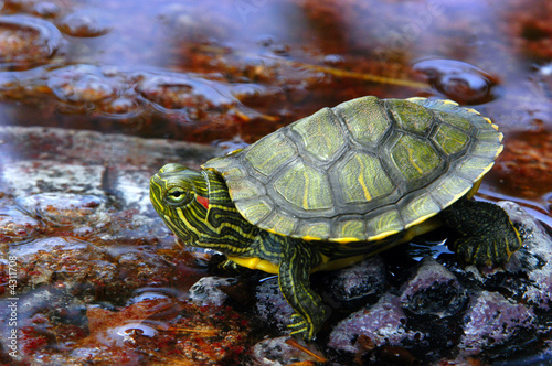 Fotoroleta gad żółw woda