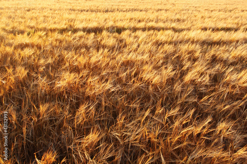 Fotoroleta mąka ziarno rolnictwo