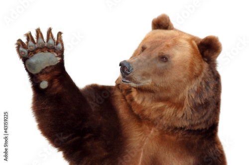 Fotoroleta dziki zwierzę ssak niedźwiedź