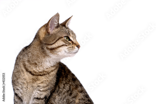 Plakat oko kot ssak zwierzę