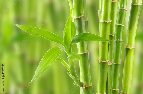 Plakat roślina bambus drzewa natura