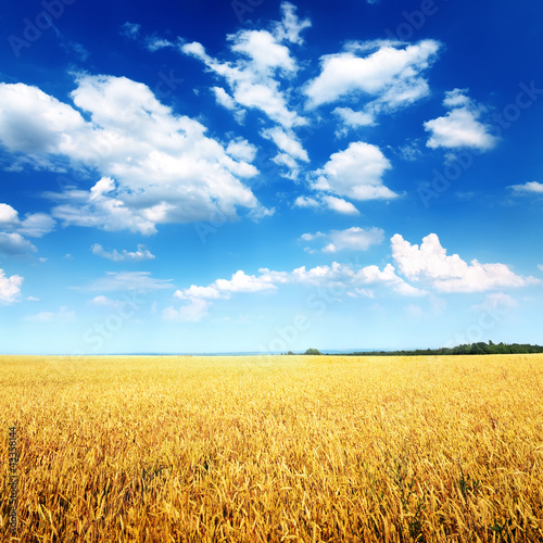 Fotoroleta ziarno pszenica rolnictwo żniwa żyto