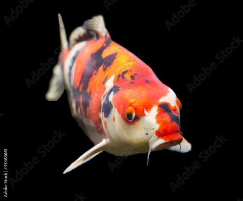 Obraz na płótnie ryba natura japonia azjatycki