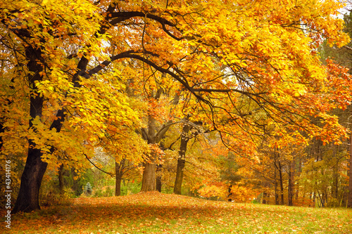 Fotoroleta las jesień buk ścieżka park