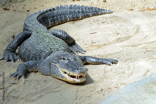 Naklejka zwierzę gad krokodyl
