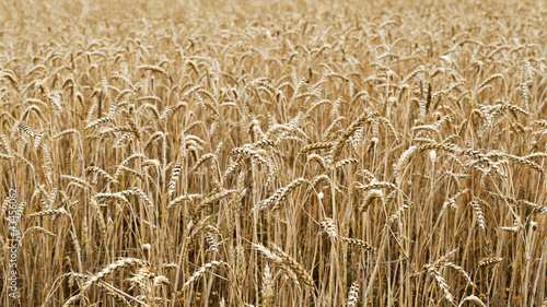Obraz na płótnie zboże pole pszenica rolnictwo