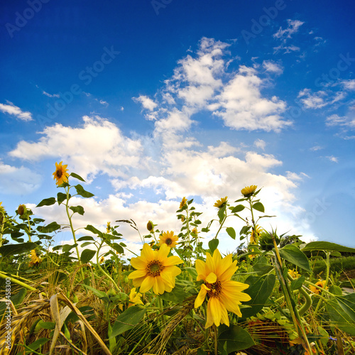 Obraz na płótnie jesień lato rolnictwo słońce