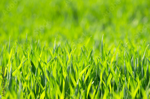 Fototapeta roślina łąka pole świeży trawa