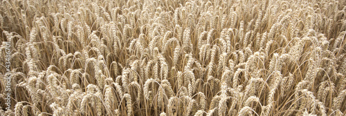 Fototapeta krajobraz żniwa pszenica rolnictwo żyto