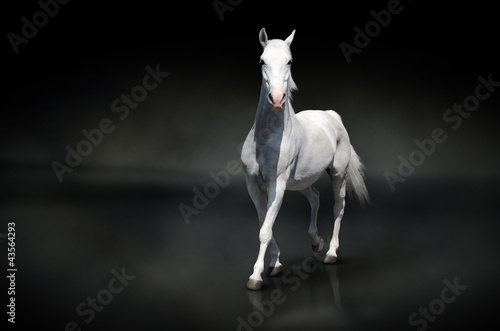 Fototapeta piękny fauna koń
