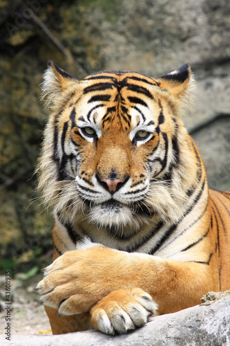 Naklejka tygrys portret ssak ładny